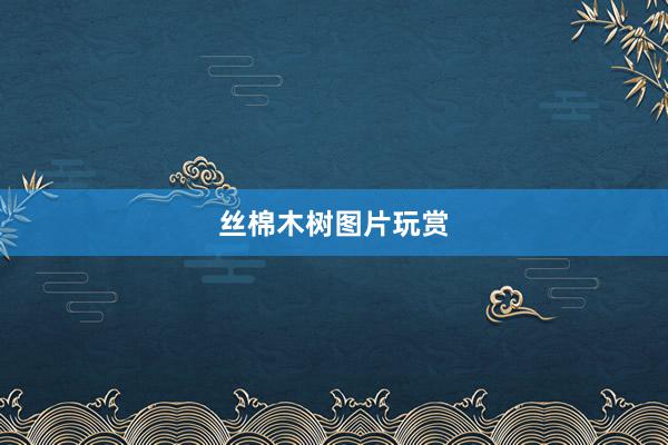 丝棉木树图片玩赏
